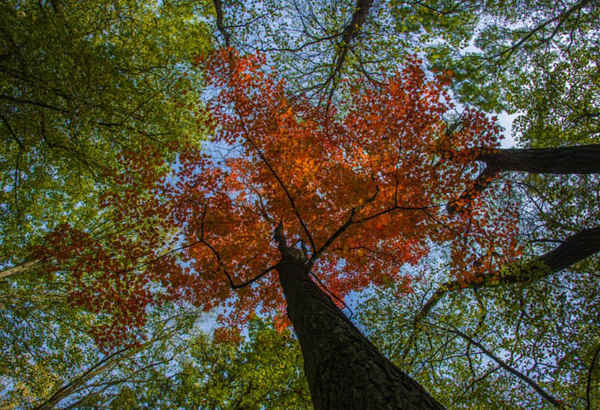 Màu sắc mùa thu trên một cây phong trong khu bảo tồn thiên nhiên Stobbertal ở Märkisch-Oderland, Đức. Ảnh: Picture-Alliance / Barcroft Images
