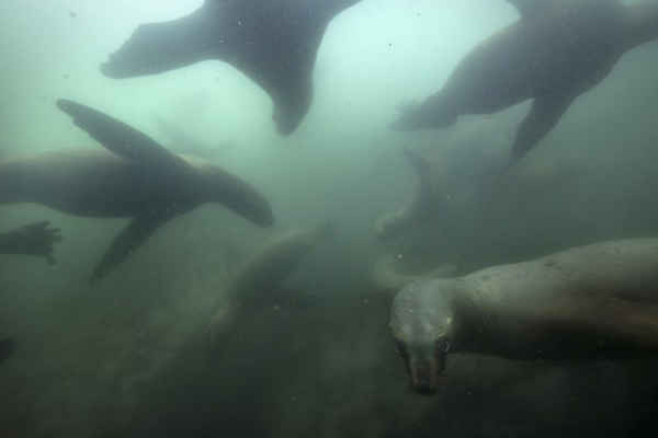Hải cẩu bơi gần quần đảo Palomino ở ngoài khơi bờ biển thành phố Lima, Peru. Ảnh: Rodrigo Abd / AP