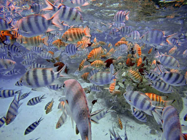 Đàn cá bơi trong vùng nước nông ở hồ Bora Bora, Moorea, quần đảo Polynesia thuộc Pháp. Ảnh: Sergi Reboredo / PA