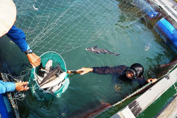 694 lồng cá nuôi từ 6 – 8 tháng của 71 hộ bị chết bất thường thiệt hại lên đến hàng tỷ đồng 