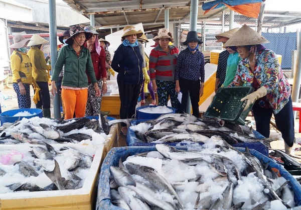 Chính quyền địa phương kêu gọi một số doanh nghiệp, công ty trên địa bàn huyện Bình Sơn thu mua cá bớp cho người dân nhằm giảm thiểu thiệt hại.