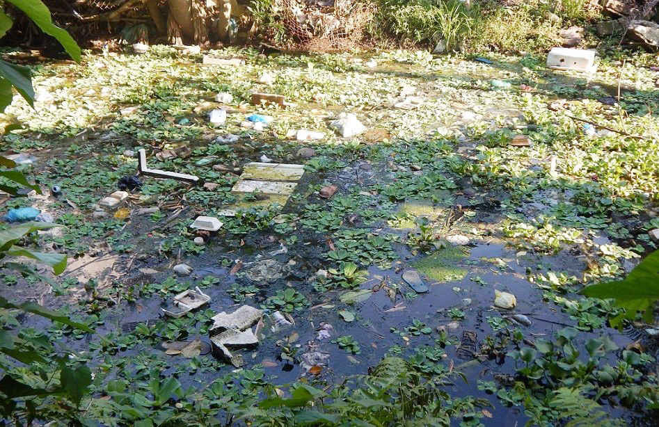 Bèo cùng rác thải phủ kín dòng sông gây nên tình trạng ô nhiễm nặng
