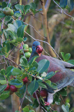 Chim bồ câu gỗ ở New Zealand ăn quả ổi chín. Ảnh: Bell / Alamy