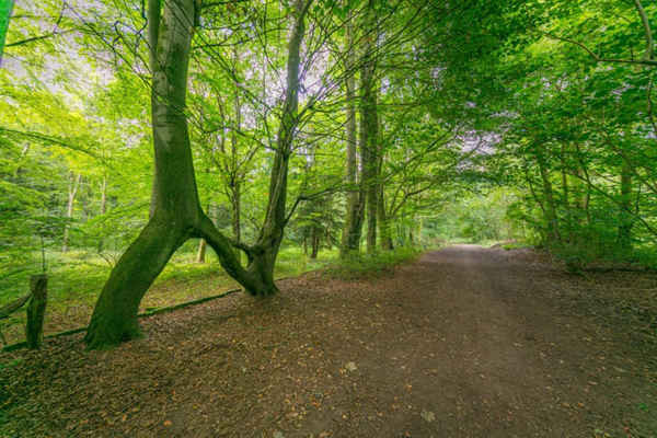 Cây của Nellie ở Aberford, Leeds, đã được bình chọn là cây của Anh trong năm. “Cây sồi được ghép thành hình chữ N để tưởng nhớ đến một người phụ nữ tên là Nellie gần 100 năm trước”, Woodland Trust - tổ chức từ thiện bảo tồn rừng lớn nhất ở Vương quốc Anh  cho biết. Ảnh: Rob Grange / WTML / PA