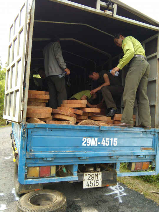 Lực lượng Kiểm lâm huyện Tủa Chàu phát hiện, thu giữ 460 lóng gỗ nghiến dạng thớt