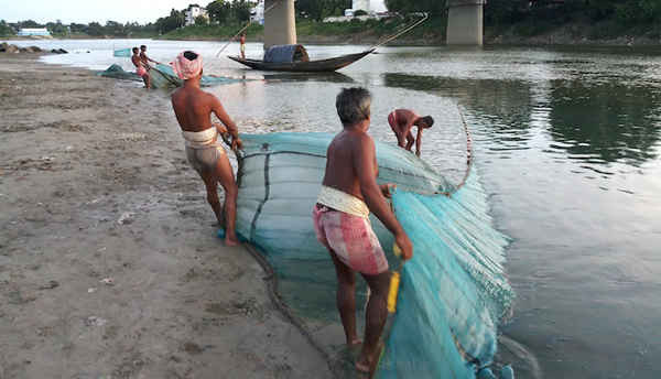 Nhiều ngư dân của các sông Atreyee, Mahananda và Teesta đã di cư đến các bang khác để tìm kiếm sinh kế mới