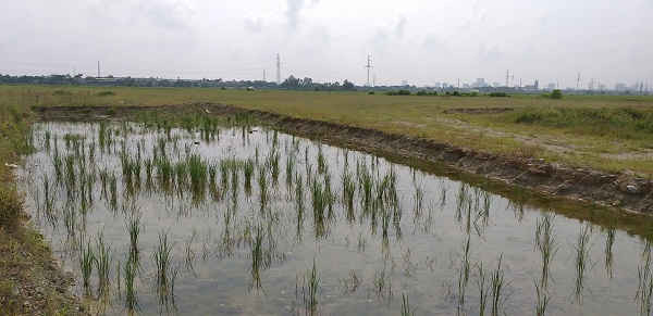 Công ty Vinh Thành không chấp hành việc khôi phục hiện trạng ban đầu khu đất san lấp trái phép theo chỉ đạo của UBND TP Vinh