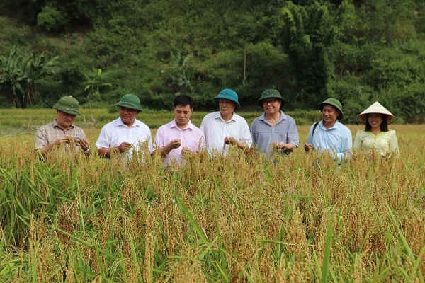 Thăm quan cánh đồng lúa Mường Và