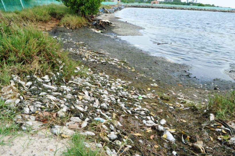 Cá nuôi trong ao hồ của người dân thôn Vĩnh Đại bị chết dạt vào bờ