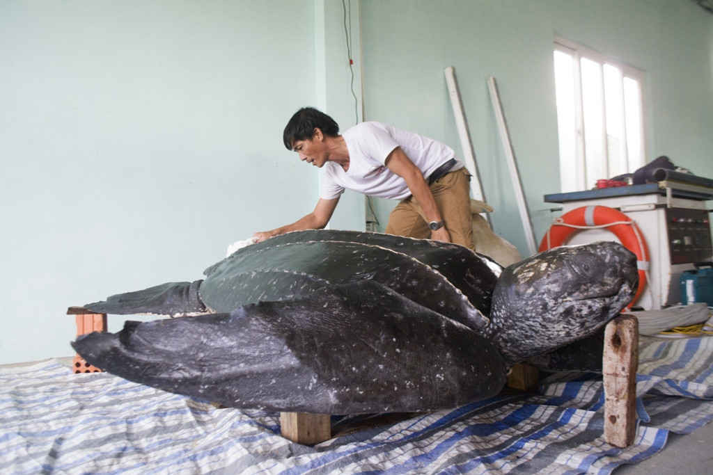 Đây sẽ là tiêu bản rùa da lớn và “độc nhất vô nhị” tại Việt Nam
