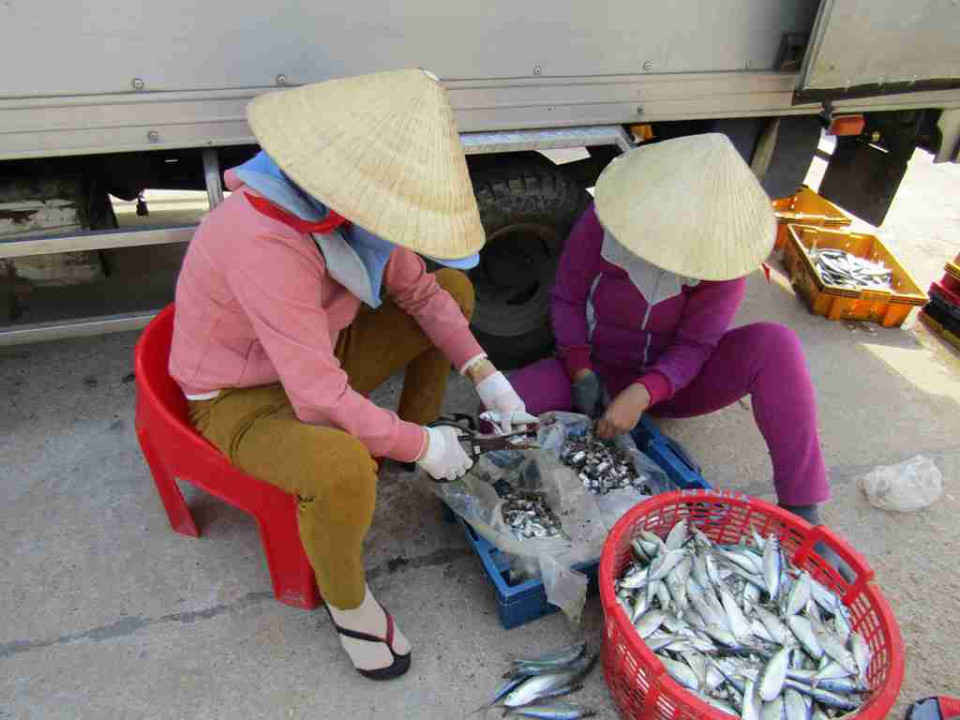 Cá trích cắt khúc nhỏ cung cấp cho việc nuôi tôm hùm, cá lồng ở Quy Nhơn (Bình Định) và thị xã Sông Cầu (Phú Yên)
