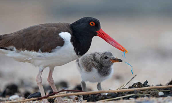 Nhầm dây bóng nhựa là thức ăn, một con chim mò sò cố gắng lấy cho con của nó ăn ở bãi biển Bradley, New Jersey, Mỹ. Ảnh: Isabel Hernandez / Solent News