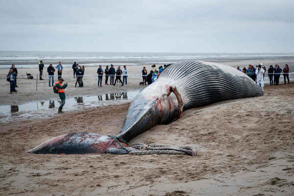 Xác của một con cá voi có vây lớn bị mắc kẹt trên bãi biển ở De Haan, Bỉ. Ảnh: Kurt Desplenter / AFP / Getty Images