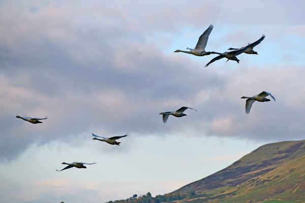 Những con thiên nga Whooper, vào mỗi mùa đông đều di cư từ khu vực sinh sản của chúng ở Iceland đến khu bảo tồn thiên nhiên RSPB Loch Leven ở Kinross, Scotland. Ảnh: Ken Jack / Corbis qua Getty Images