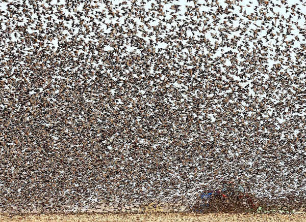 Tiếng xì xào của bầy chim sáo đá ở Ludes, Pháp. Ảnh: Gutner / SIPA / Rex / Shutterstock