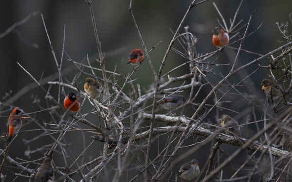 Chim siskin đỏ Venezuela đậu trên cành ở Vargas. Khoảng 40 nông dân ở vùng núi Carayaca của Venezuela đã dừng chặt cây, đây là động thái đầu tiên để tạo ra môi trường sống mạnh mẽ cho loài chim này hiện đang bị đe dọa phát triển và phục hồi. Ảnh: Fernando Llano / AP