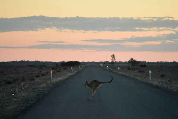 Một con kangaroo nhảy qua con đường bên ngoài thị trấn Booligal ở New South Wales, Úc. Ảnh: Peter Parks / AFP / Getty Images