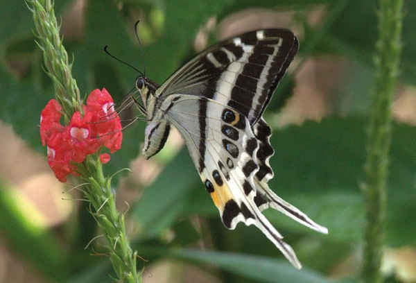 Bảo tàng Lịch sử Tự nhiên đã góp phần vào việc khám phá ra một loài bướm papilionidae mới, tên chính thức là Papilio natewa trên đảo Vanua Levu, Fiji ở Thái Bình Dương. Ảnh: Greg Kerr / NHM