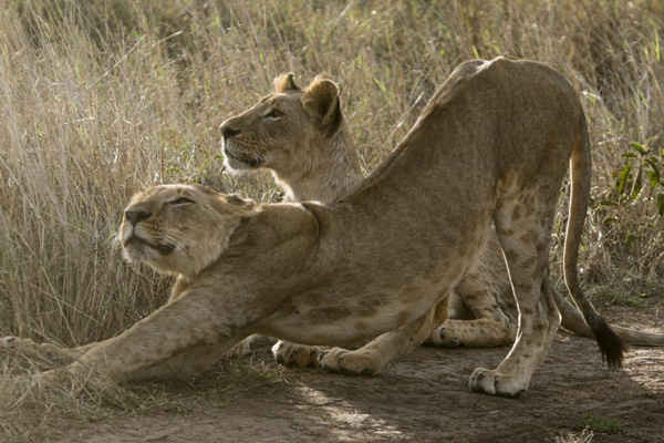 Hai con sư tử tại Vườn quốc gia Nairobi ở Kenya. Ảnh: Daniel Irungu / EPA