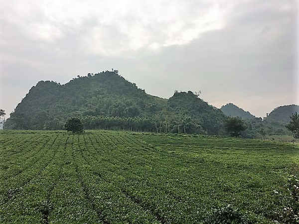 Toàn tỉnh Sơn La mới có 11/154 HTX được UBND tỉnh cho thuê đất theo quy định (Ảnh minh họa)