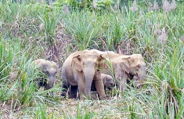 Đàn voi từ 4-6 con thường xuất hiện ở các huyện Thanh Chương, Anh Sơn vào những tháng cuối năm