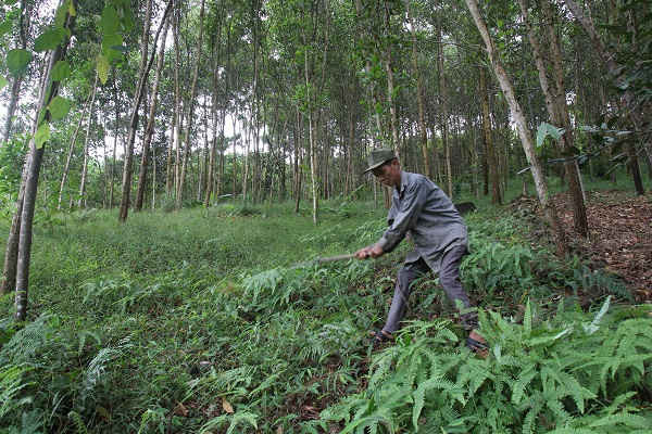 Tại một số địa phương người dân đã chủ động trồng rừng, cho thấy chính sách chi trả DVMTR đã tác động tích cực đến công tác bảo vệ và phát triển rừng trên địa bàn tỉnh Yên Bái