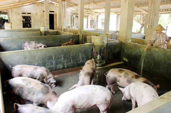 Bệnh dịch tả lợn Châu Phi là bệnh lây rất nguy hiểm cần phải được ngăn chặn để không bùng phát thành dịch bệnh tại Việt Nam. 