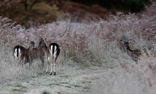Một đàn hươu hoang dã đứng trên đường rừng Dean. Ảnh: Tony Fielding / Alamy
