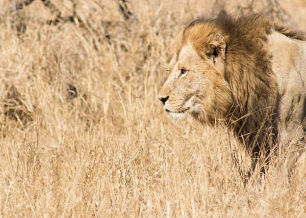 Một con sư tử hoang dã trong Vườn quốc gia Kruger, nơi chúng đang bị những kẻ săn trộm đe dọa. Ảnh: Jeffrey Barbee