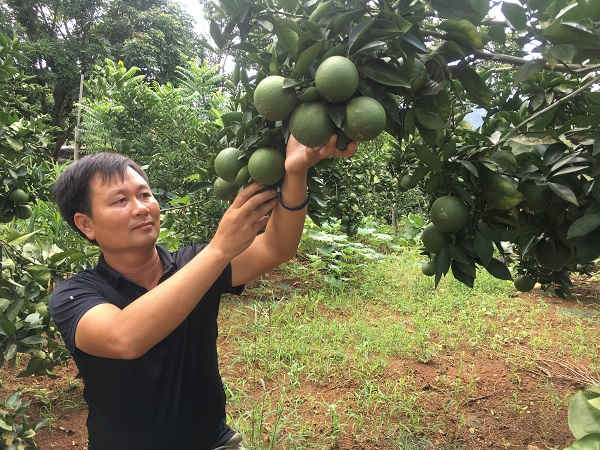 Năm 2019, Sơn La tập trung phát triển mới khoảng 24.000 ha cây ăn quả