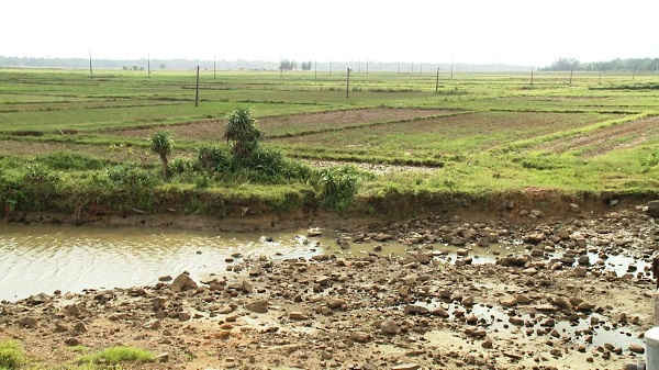 Nguy cơ cao xảy ha hạn hán trên lưu vực sông Vu Gia – Thu Bồn ảnh hưởng đến sản xuất nông nghiệp.