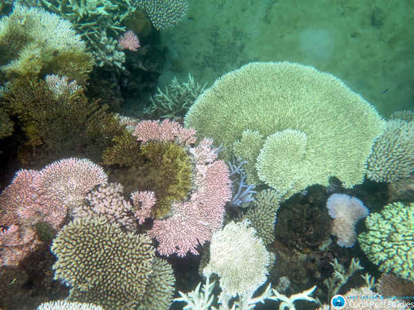 Các nhà khoa học đã ghi nhận sự tẩy trắng san hô nghiêm trọng trên các vùng đất khổng lồ của Great Barrier Reef sau khi kết thúc các cuộc khảo sát trên không dọc theo toàn bộ chiều dài của rạn san hô này. Ảnh: Bette Willis / trung tâm nghiên cứu san hô ARC Centre of Excellence for Coral Reef Studies ARC