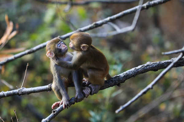 Những con khỉ chơi trên cây ở Huaguo Mountain Scenic Area ở Liên Vân Cảng, tỉnh Giang Tô, phía Đông Trung Quốc. Ảnh: Si Wei / Barcroft Images