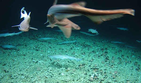 Nhóm các nhà khoa học biển phát hiện ra một vườn ươm cá mập hiếm, cách 200 dặm về phía Tây của Ireland trong khi họ điều tra lãnh thổ đại dương sâu Ireland. Ảnh: Viện Hải dương học