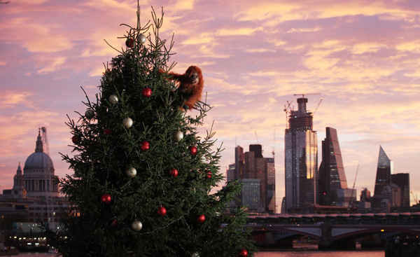 Sau khi quảng cáo Giáng sinh của Iceland bị cấm phát trên truyền hình, một con đười ươi linh hoạt siêu thực tế xuất hiện trên khắp London để thể hiện rõ mối đe dọa đến sự tồn tại của loài này. Ảnh: Joe Pepler
