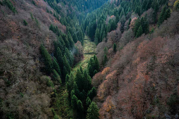 Gió mạnh và mưa lớn đã tàn phá các khu rừng của cao nguyên Asiago ở Italy. Khoảng 300.000 cây đã bị san phẳng, chiếm 10% di sản rừng, và sẽ mất gần một thế kỷ để rừng trở lại bình thường. Ảnh: Vittorio Zunino Celotto / Getty Images