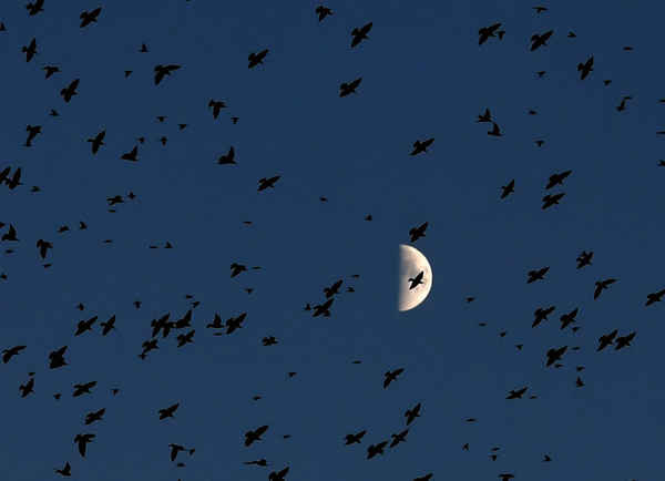 Chim sáo bay trước mặt trăng trên bầu trời Rome. Ảnh: Tiziana Fabi / AFP / Getty Images