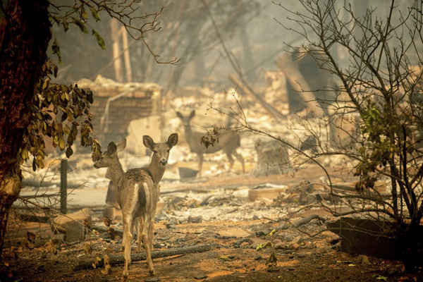 Con nai đi ngang qua một ngôi nhà bị phá hủy sau khi vụ cháy rừng xảy ra ở Paradise, California, Mỹ khiến cư dân phải chạy trốn và toàn bộ khu dân cư bị san phẳng. Ảnh: Noah Berger / AP