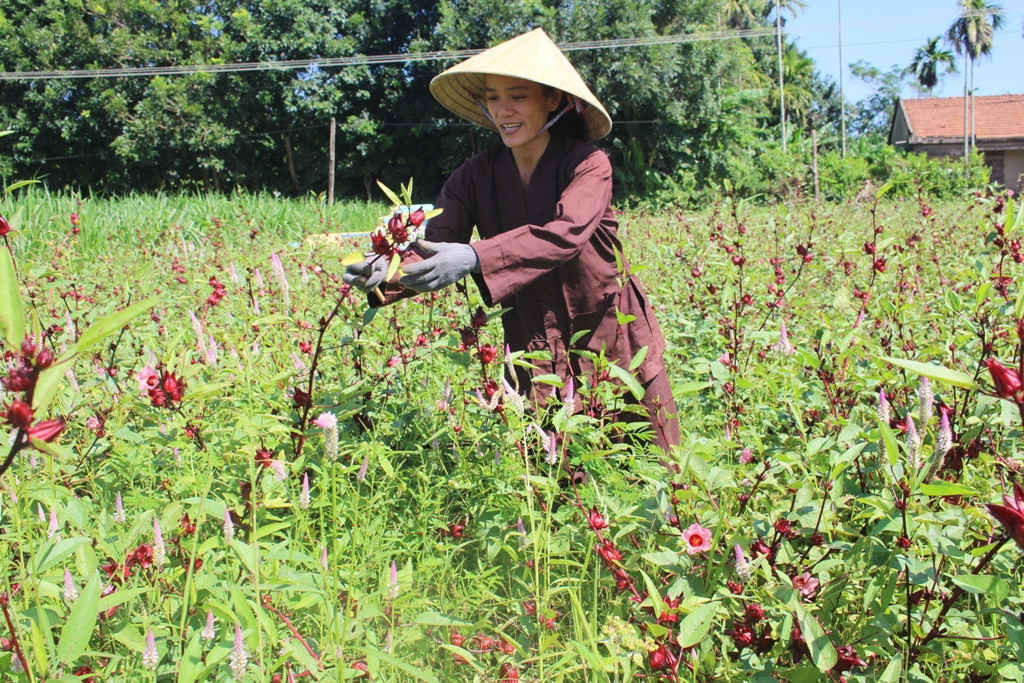 Chị Trịnh Thị Thanh Hà (ở xã Hành Phước, huyện Nghĩa Hành) đang thu hoạch hoa Atiso 
