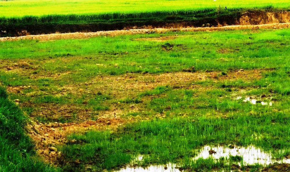 Nhiều thửa ruộng ở Quảng Nam khi cải tạo xong trở lên khô cằn