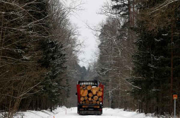 Một chiếc xe tải chứa gỗ từ những cây bị chặt đang di chuyển khỏi Rừng Bialowieza của Ba Lan gần làng Bialowieza vào ngày 15/2/2018. Ảnh: Kacper Pempel