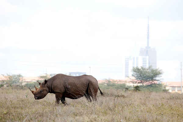 Con tê giác đen đi qua công viên quốc gia Nairobi ở Kenya. Ảnh: Baz Ratner / Reuters