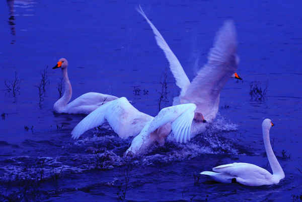 Đàn thiên nga trắng trên Hồ Thiên nga ở Sanmenxia, tỉnh Hà Nam, Trung Quốc. Ảnh: Ma Yu / Barcroft Images