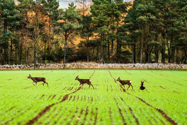 Gia đình hươu ăn cỏ trên đất canh tác ở Smailholm gần Kelso ở biên giới Scotland. Ảnh: Chris Strickland / Alamy