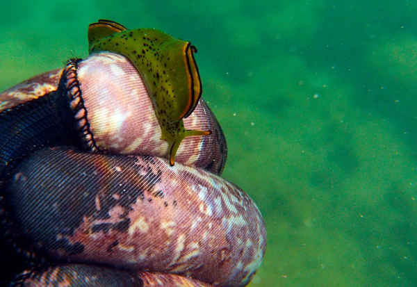 Hình ảnh dưới nước cho thấy một con sên biển – loài động vật thân mềm sống ở vùng biển nhiệt đới, trên găng tay của một thợ lặn tự do ngoài khơi bờ biển Batroun ở Lebanon. Ảnh: Ibrahim Chalhoub / AFP / Getty Images