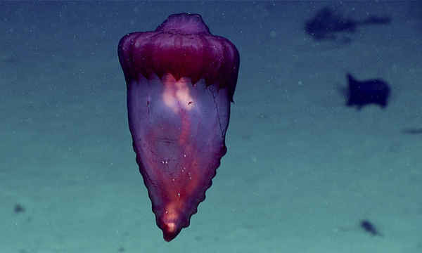 Dưa chuột biển (hay còn gọi là hải sâm) mang tên Enypniastes eximia được nhìn thấy trong chuyến thám hiểm lặn sâu Oceano Profundo năm 2018. Ảnh: Văn phòng thăm dò và nghiên cứu đại dương (OER) của NOAA / AP