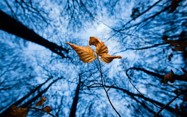 Lá mùa thu nằm trơ trọi trên một cái cây ở Sehnde gần Hanover, Đức. Ảnh: Julian Stratenschulte / AFP / Getty Images