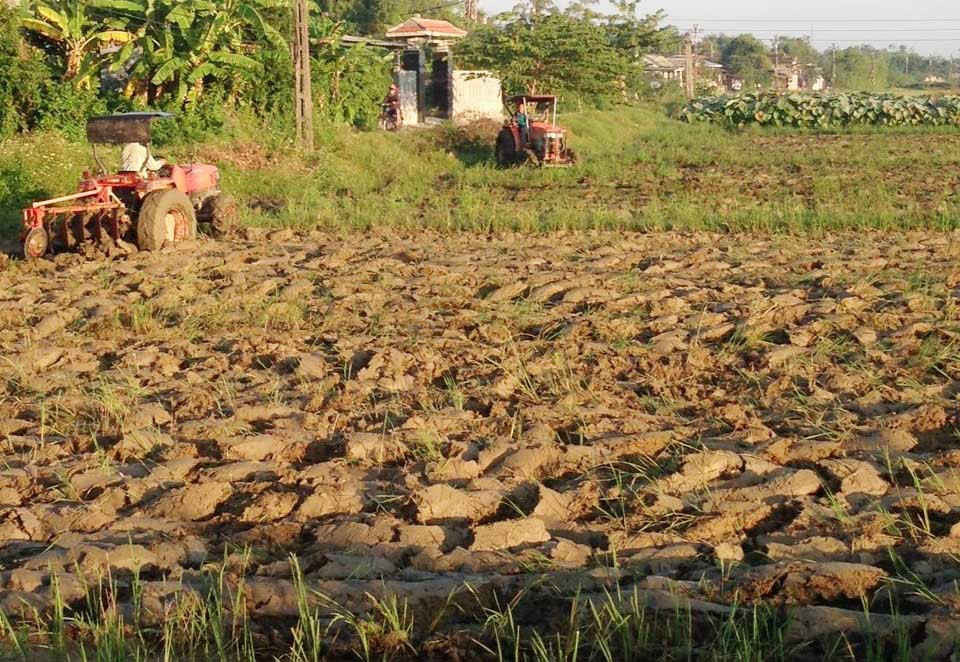 Ruộng đồng tại huyện Phú Vang khô hạn giữa mùa mưa