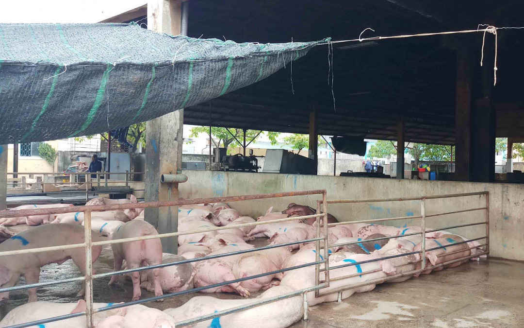 Thừa Thiên Huế tăng cường giải pháp phòng và ngăn chặn nguy cơ xâm nhiễm bệnh Dịch tả lợn Châu Phi