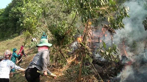 Năm 2018, nhờ làm tốt công tác bảo vệ rừng, PCCCR, số vụ vi phạm và diện tích rừng bị cháy trên địa bàn tỉnh Sơn La giảm mạnh so với năm 2017
